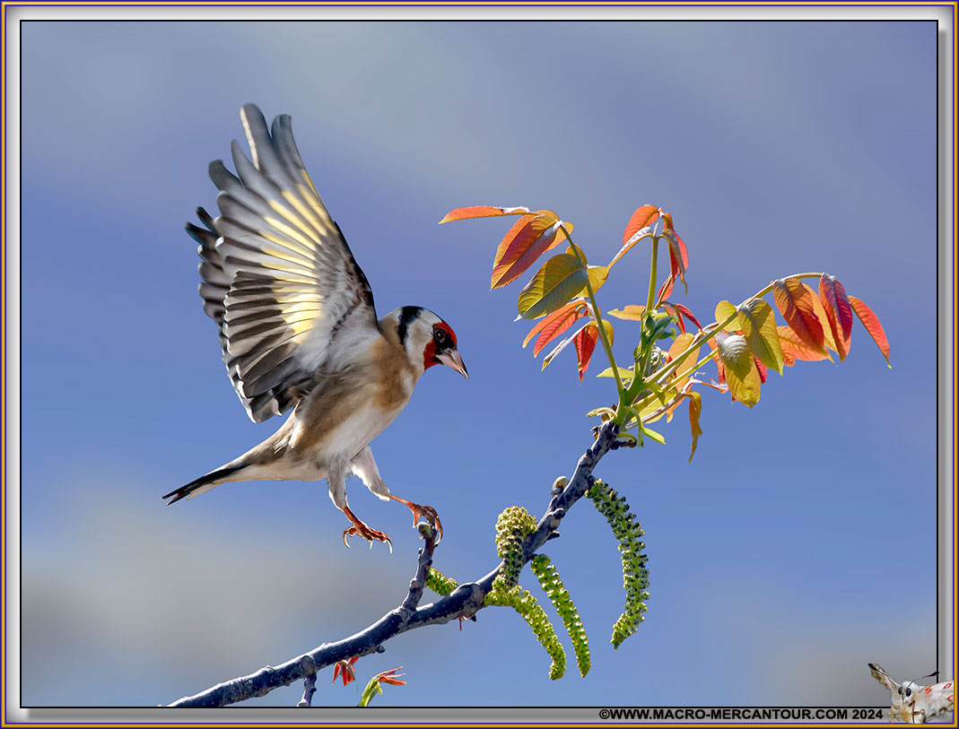 Chardonneret élégant